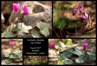 Cyclamen-rhodium-ssp-vividum