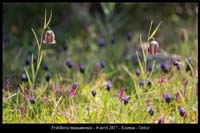 Fritillaria-massanensis3