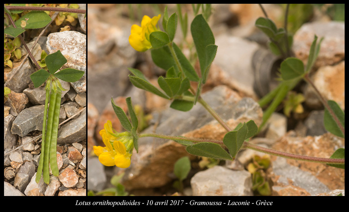 Lotus-ornithopodioides