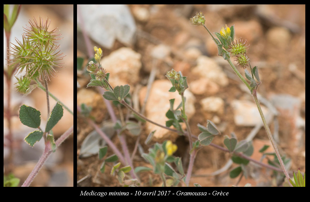 Medicago-minima