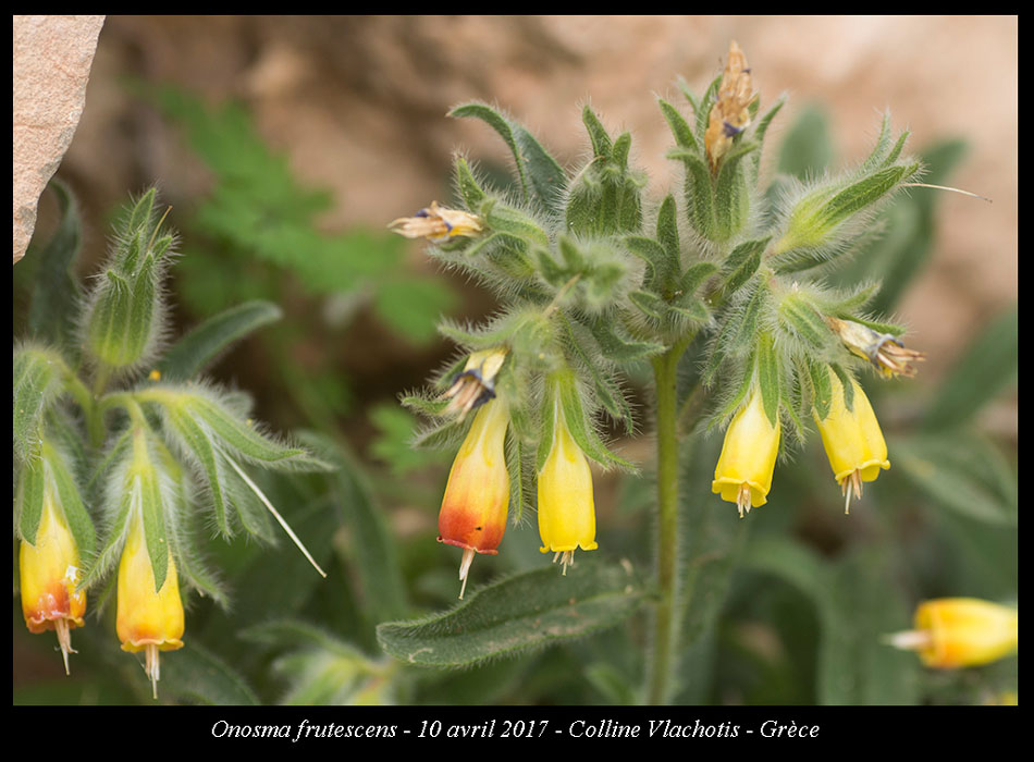 Onosma-frutescens