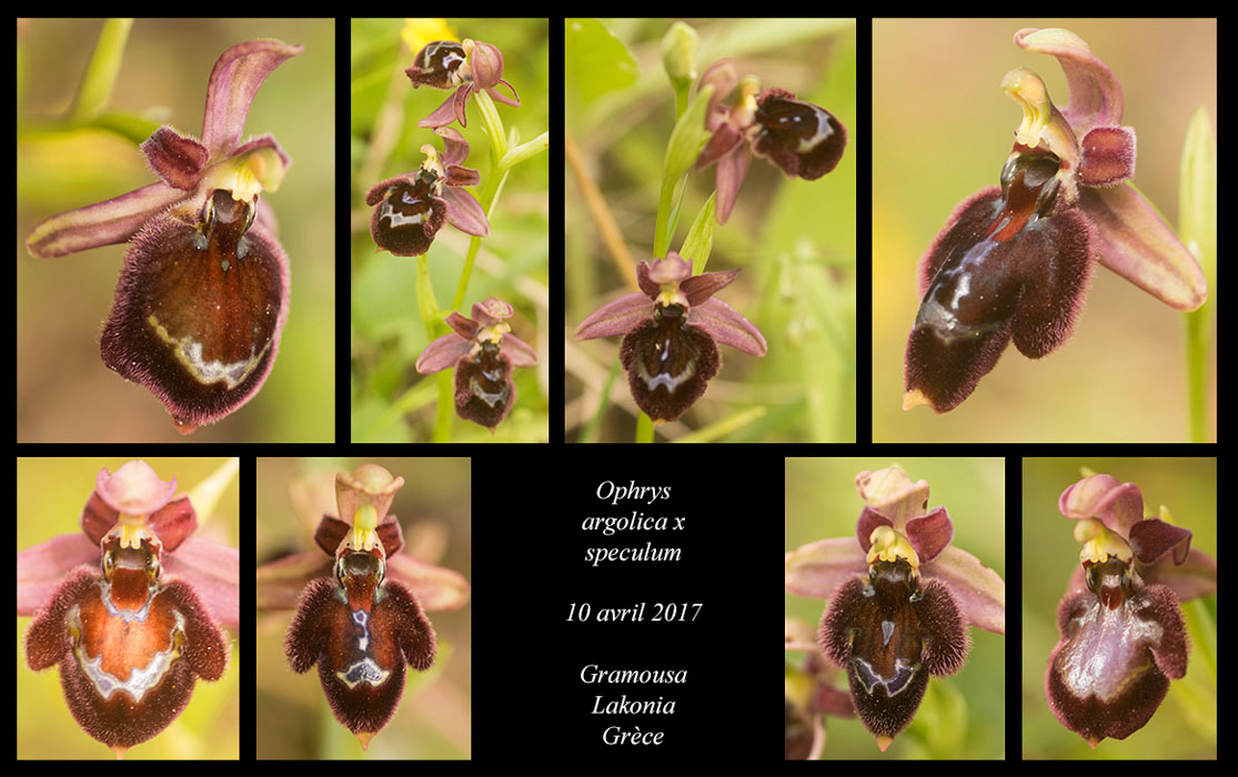 Ophrys-argolica-x-speculum2