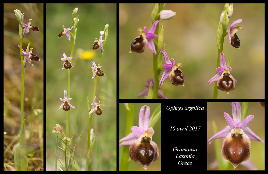 Ophrys-argolica