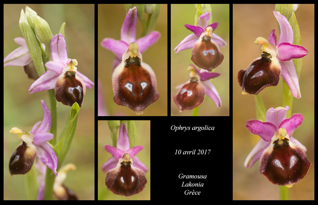 Ophrys-argolica3