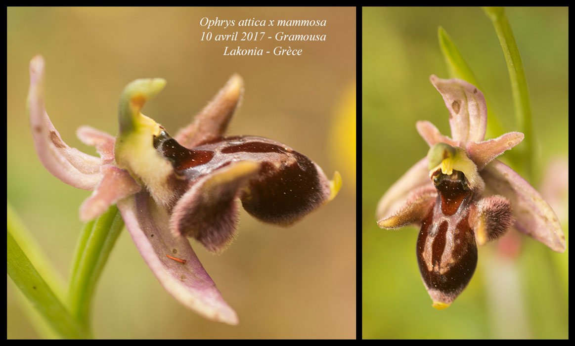 Ophrys-attica-x-mammosa2