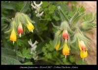 Onosma-frutescens2