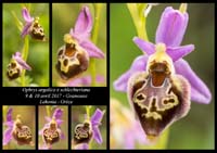 Ophrys-argolica-x-schlechteriana