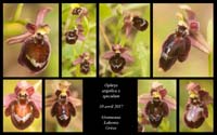 Ophrys-argolica-x-speculum2