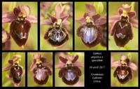 Ophrys-argolica-x-speculum3