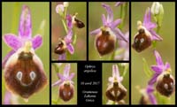 Ophrys-argolica2