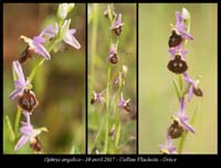 Ophrys-argolica4