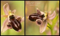 Ophrys-attica-x-mammosa