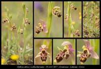 Ophrys-attica-x-schlechteriana