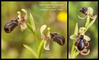 Ophrys-mammosa-x-speculum