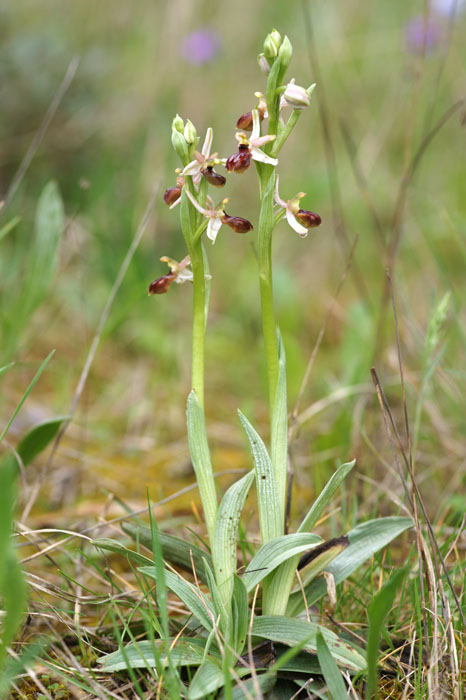 Ophrys exaltata ssp arachnitiformis Pierrefeu 080410 (30)