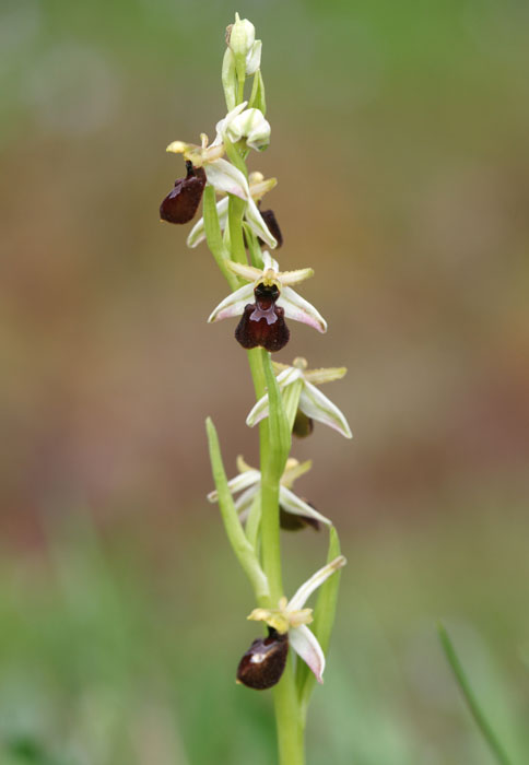 Ophrys exaltata ssp arachnitiformis Pierrefeu 080410 (39)