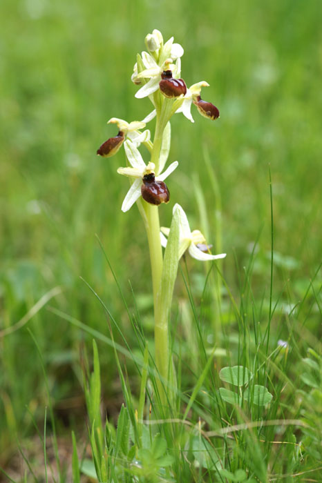 Ophrys exaltata ssp arachnitiformis Pierrefeu 080410 (45)