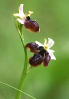 Ophrys exaltata ssp arachnitiformis à labelle triple Pierrefeu 080410 (58)
