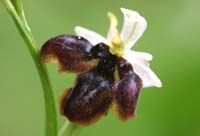 Ophrys exaltata ssp arachnitiformis à labelle triple Pierrefeu 080410 (59)