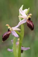 Ophrys exaltata ssp arachnitiformis Pierrefeu 080410 (22)