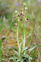 Ophrys exaltata ssp arachnitiformis Pierrefeu 080410 (30)