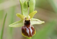 Ophrys exaltata ssp arachnitiformis Pierrefeu 080410 (35)