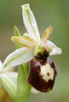 Ophrys exaltata ssp arachnitiformis Pierrefeu 080410 (40)