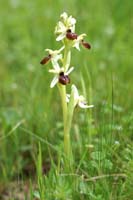 Ophrys exaltata ssp arachnitiformis Pierrefeu 080410 (45)