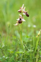 Ophrys exaltata ssp arachnitiformis Pierrefeu 080410 (46)