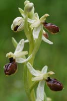 Ophrys exaltata ssp arachnitiformis Pierrefeu 080410 (47)
