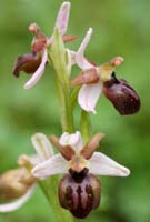 Ophrys exaltata ssp arachnitiformis Pierrefeu 080410 (48)