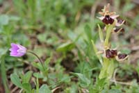 Ophrys exaltata ssp arachnitiformis Pierrefeu 080410 (49)