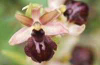 Ophrys exaltata ssp arachnitiformis Pierrefeu 080410 (50)