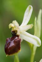 Ophrys exaltata ssp arachnitiformis Pierrefeu 080410 (6)