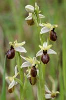 Ophrys exaltata ssp arachnitiformis Pierrefeu 080410 (7)