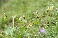 Ophrys exaltata ssp arachnitiformis Pierrefeu 080410 (72)