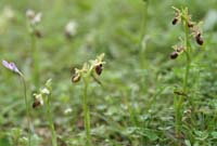 Ophrys exaltata ssp arachnitiformis Pierrefeu 080410 (73)
