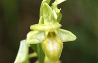 Ophrys exaltata ssp arachnitiformis hypochrome 1 Pierrefeu 080410 (54)