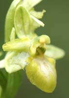 Ophrys exaltata ssp arachnitiformis hypochrome 1 Pierrefeu 080410 (56)