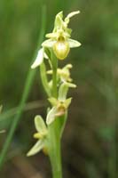 Ophrys exaltata ssp arachnitiformis hypochrome 1 Pierrefeu 080410 (57)