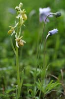 Ophrys exaltata ssp arachnitiformis hypochrome 2 Pierrefeu 080410 (60)