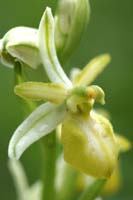 Ophrys exaltata ssp arachnitiformis hypochrome 2 Pierrefeu 080410 (62)