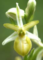 Ophrys exaltata ssp arachnitiformis hypochrome 2 Pierrefeu 080410 (63)