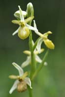 Ophrys exaltata ssp arachnitiformis hypochrome 2 Pierrefeu 080410 (65)