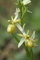 Ophrys exaltata ssp arachnitiformis hypochrome 2 Pierrefeu 080410 (66)
