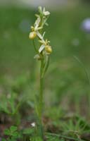 Ophrys exaltata ssp arachnitiformis hypochrome 2 Pierrefeu 080410 (68)