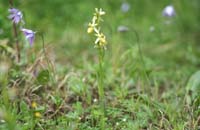 Ophrys exaltata ssp arachnitiformis hypochrome 2 Pierrefeu 080410 (69)
