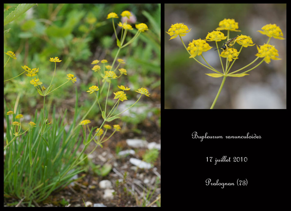 Bupleurum-ranunculoides