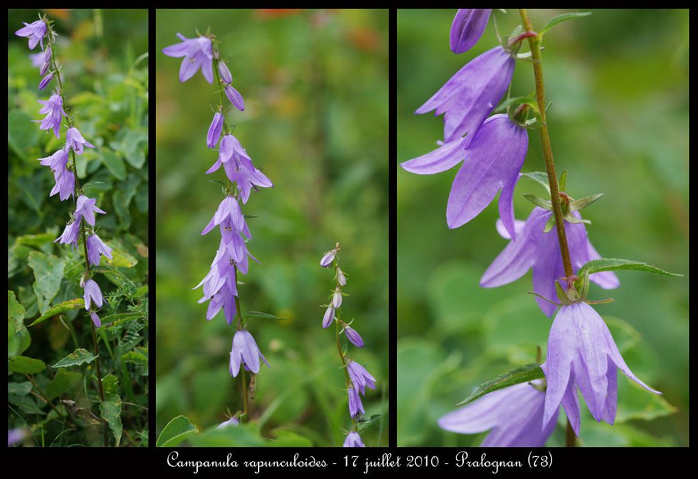 Campanula-rapunculoides