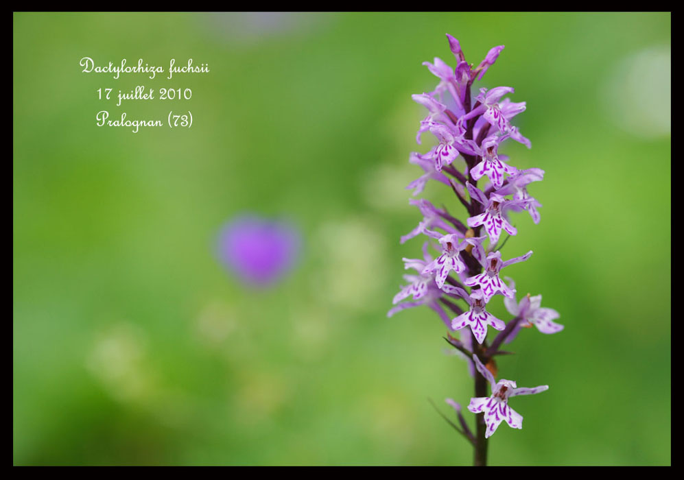 Dactylorhiza-fuchsii